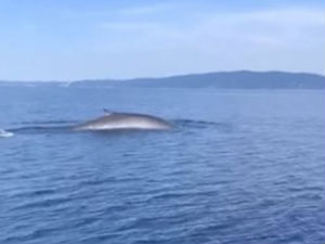 Китови и делфини пливају Јадранским морем