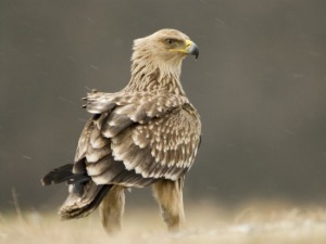 Орлови крсташи враћају се у Србију!