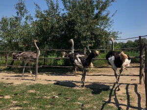 Ној и Ему кроз Велико Село трче 50 километара на сат