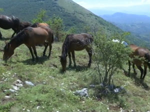 Врхове Суве планине красе крда слободних коња