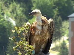 Белоглави супови плаћају животима бахате летове хеликоптера изнад кањона Увца