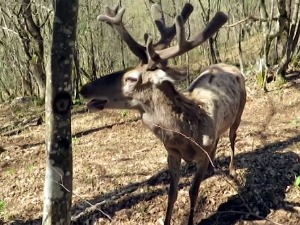 Европски јелени пристигли из равнице уживају на Златару