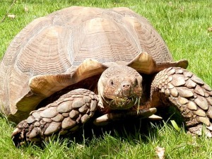 Корњача која се стално осмехује више није на рубу изумирања