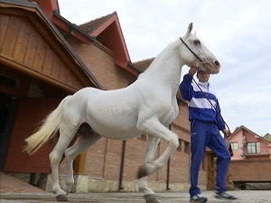 Липицанери, грациозан ход у филму и на просидби, фијакери, чезе, таљиге