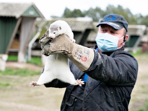 Због коронавируса Данска планира одстрел 2,5 милиона визона, тржиште бунди остаје без нерца