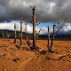 Скакавци, суше, поплаве - усеви у Африци озбиљно угрожени