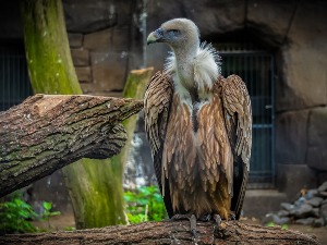 Они чисте природу а ми их трујемо – дивљим животињама потребна заштита