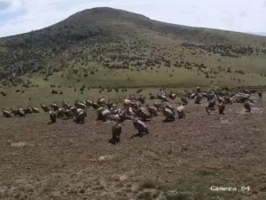 Јата белоглавих супова поново над Пештерским пољем