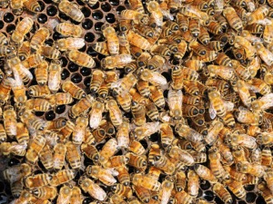 Услед климатских промена нестају инсекти