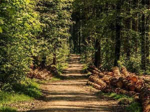 Шума као лек