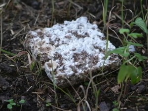 Биопорин – биоразградива замена за стиропор најбоља иновација у Србији у 2020. години