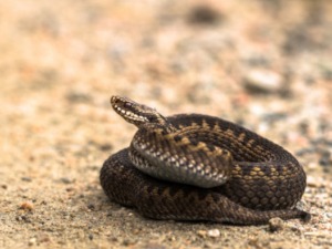 Змије „испеглале“ кожу стомака да би се лакше кретале по песку