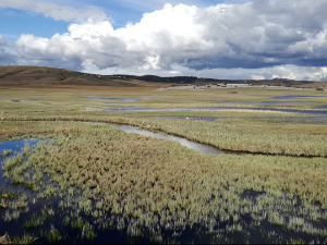 Рамсарско подручје нестаје у саксијама за цвеће