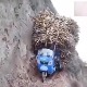 Алтернативни правац