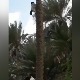 Коза која пркоси физици