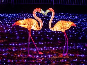 Уз чаробне лампионе у Београду и Новом Саду дочекана кинеска Нова година