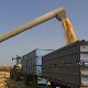Веће површине кукуруза, ратаре мучи мањи избор иностраних хибрида 