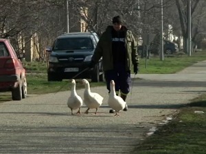 И ове године ће летети перје у Мокрину - у јеку припреме за Гусанијаду