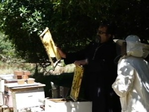 Тајна доброг живота - мед, вино и маслине