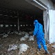 Забележени први случајеви заразе људи новим сојем птичјег грипа у Русији