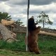 Плес око шипке