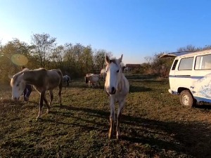 Волонтери преко друштвених мрежа спасили липицанере