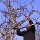 За резидбу воћа плаћа се и 600 динара по сату, али резача нема