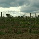 Прокупац, багрина, тамјаника – овим винима Србија може да освоји светске купце
