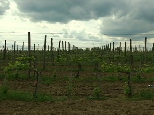 Прокупац, багрина, тамјаника – овим винима Србија може да освоји светске купце