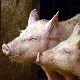 Афричка куга свиња у околини Крушевца и Трстеника, у току попис свих газдинстава
