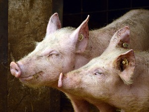 Афричка куга свиња у околини Крушевца и Трстеника, у току попис свих газдинстава