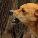 Постоји више разлога због којих је пас агресиван, за то је крив само власник