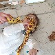 Мали Оливер у Будимпешти примио генску терапију