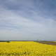 Фолдер Србија: Звезда Даница 