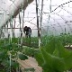 Зашто ћемо домаће краставце и парадајз чекати бар још месец дана