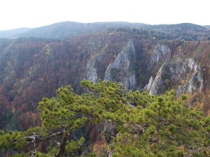 Зашто нам треба више од 40 одсто територије под шумама, и како постићи тај циљ