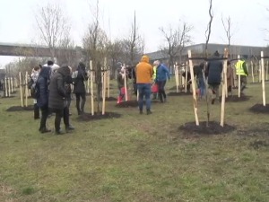 Шуме нам помажу да дишемо пуним плућима - свако стабло је важно