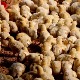 Птичји грип код дивљих птица Кули, забрана нелегалног промета птица и живине 