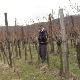 И винова лоза има ожиљке, зашто виноградари подижу засаде на неколико парцела