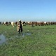 На непрегледним пашњацима у Банату скоро да нема чобана, шта све мучи фармере