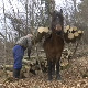 Зекан, Малиша, Цига и Косан су Драгојеви најбољи помоћници – иду тамо где машине не могу