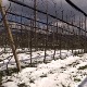 Минус у априлу десетковао поједине воћне сорте – да ли ће мраз "охладити" цене