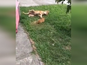 Луди од љубави