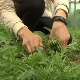 Данијела гаји руколу и прода све, до последње лиске