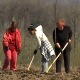 Maнојловићи решили да се врате из Париза у село код Неготина, шта их је вукло у домовину