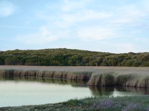Палуд, оаза мира за ретке птице