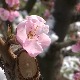 Мраз у априлу обрао кајсије и брескве, шта ће остати за јесен