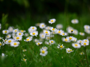  1001 Траг - Беле раде - Јелена Броћић 