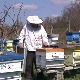 Које питање стално мучи пчеларе