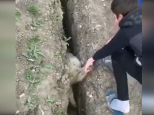 Баш је овца